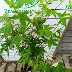 Javor dlaňolistý (Acer palmatum) 'Oridono Nishiki' - výška 110-120 cm, kont. C4L - NA KMIENKU 
